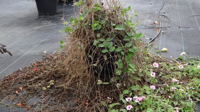 Thunbergia alata SUNNY SUSY® Rose Sensation. A l’Astredhor Sud-Ouest - Gie F&P, à Villenave-d’Ornon (33).